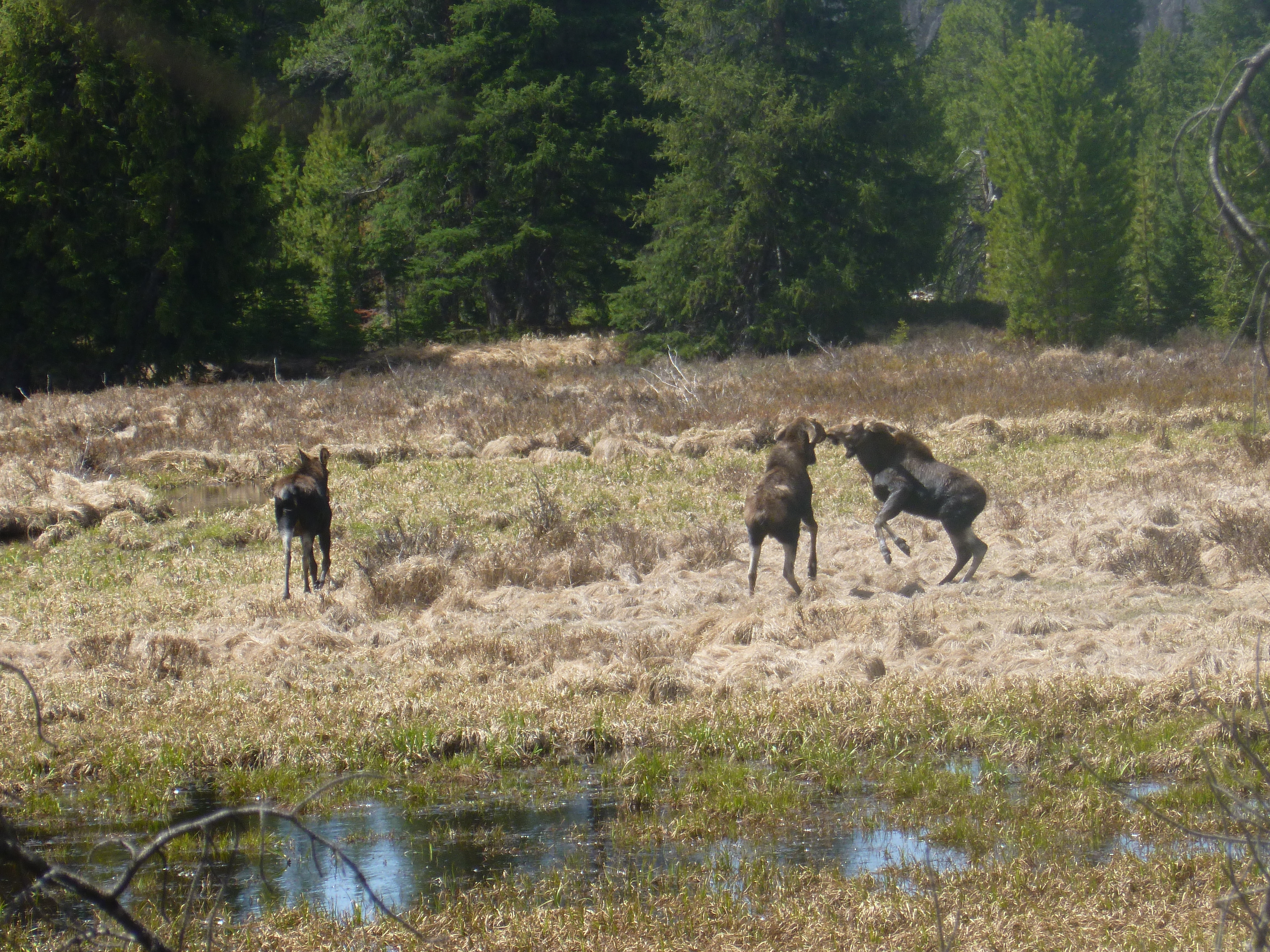 MooseFight