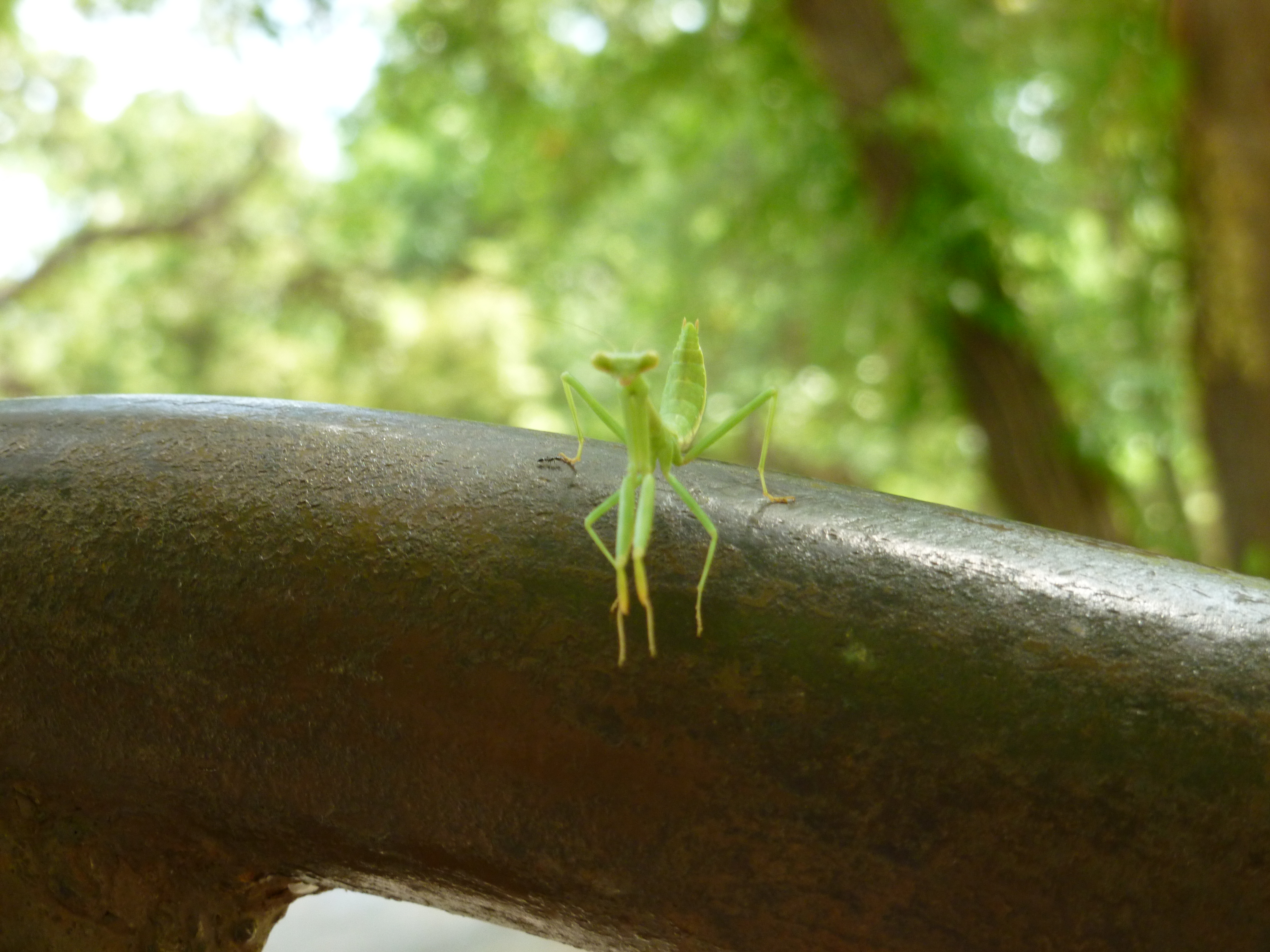 PrayingMantis